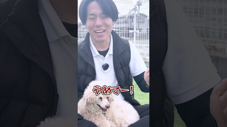 手を噛んでくる愛犬に有効な手段