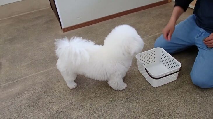 犬の幼稚園 ランディくんとトレーニング
