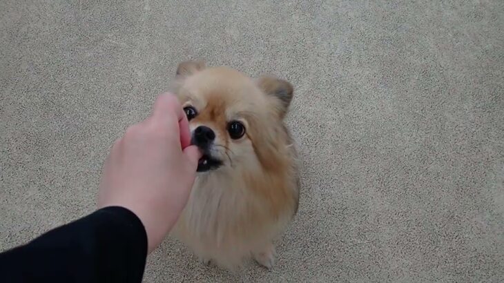 犬の幼稚園 くるみちゃんとトレーニング