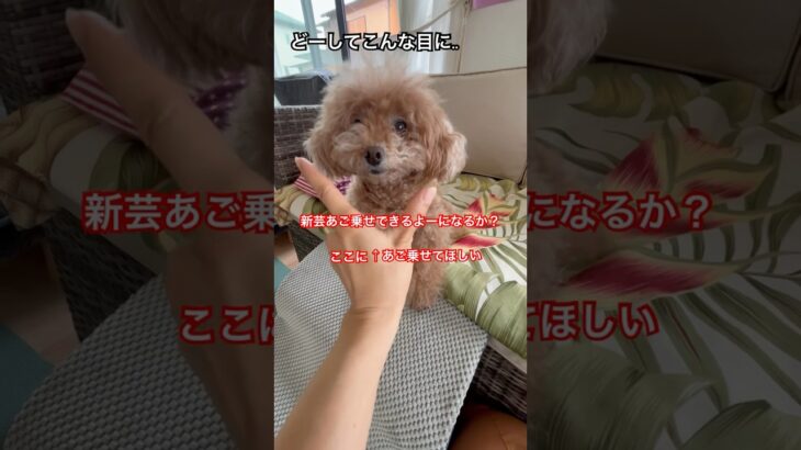 どうしてこんな目に..マオに指あご乗せお願いしたら突然キレた #トイプードル #まお #犬のいる暮らし #愛犬 #ショート動画 #しつけ #犬 #多頭飼い #犬動画 #犬好き #いぬ