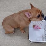 犬の幼稚園 レオくんとトレーニング