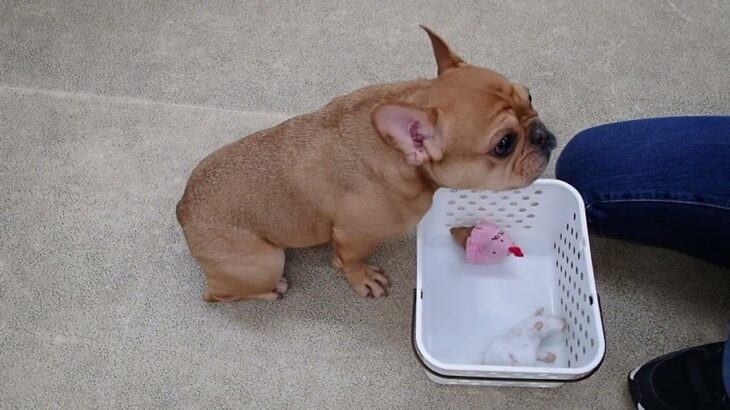 犬の幼稚園 レオくんとトレーニング