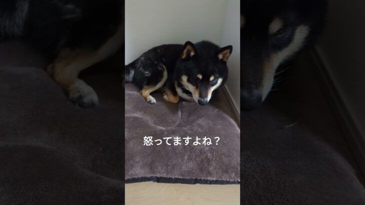 一緒にねてない（笑）#可愛い犬動画 #可愛い #柴犬 #豆柴しつけ