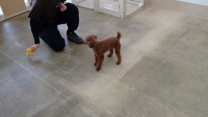 犬の幼稚園 るるちゃんとトレーニング