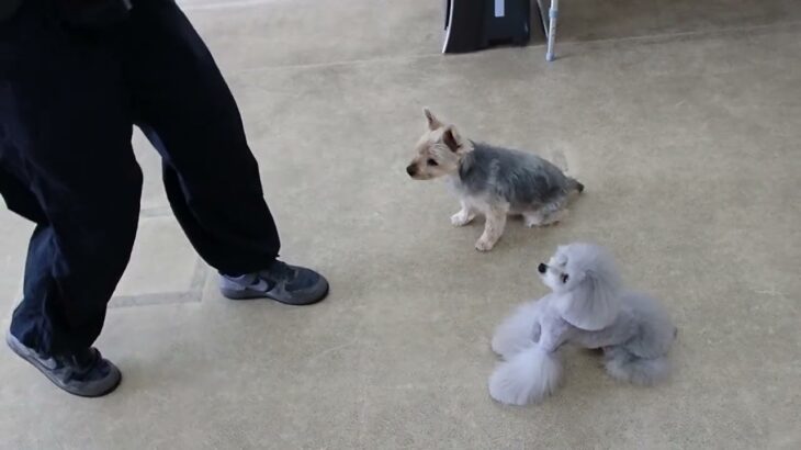 犬の幼稚園 シナモンくん＆シエルちゃんとトレーニング
