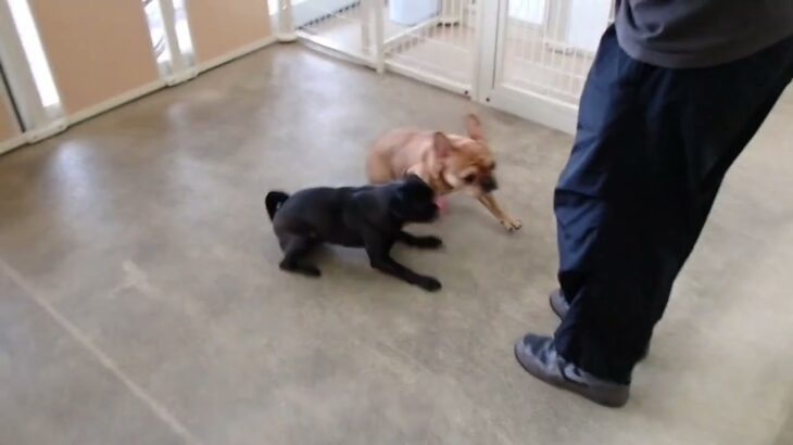 犬の幼稚園 金吾くん＆レオくんとトレーニング