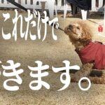 【犬 しつけ】わがまま？頑固？散歩中に人や犬に吠えてしまう！！【トイプードル】