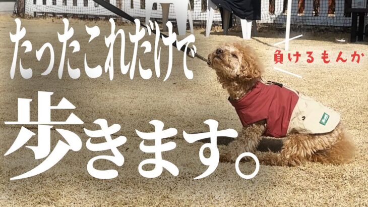 【犬 しつけ】わがまま？頑固？散歩中に人や犬に吠えてしまう！！【トイプードル】