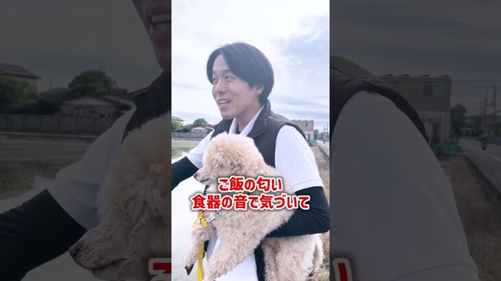 ご飯の準備に吠える愛犬の対処法！