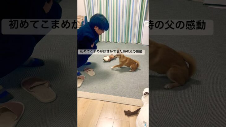 初めて『伏せ!』が出来てパパ感動#犬#子犬#豆ポメ#ポメ柴#豆柴#ポメラニアン#しつけ#沖縄#室内犬