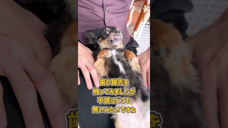 ロングコートチワワさんの仰向け抱っこトレーニング