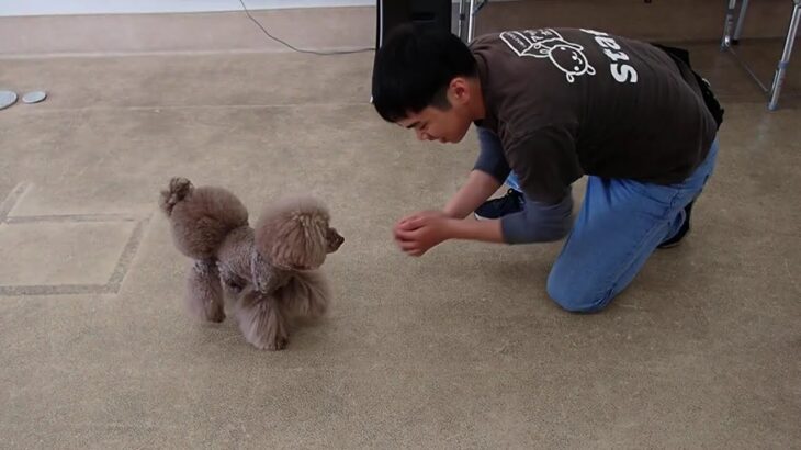 犬の幼稚園 アンジュちゃんとトレーニング