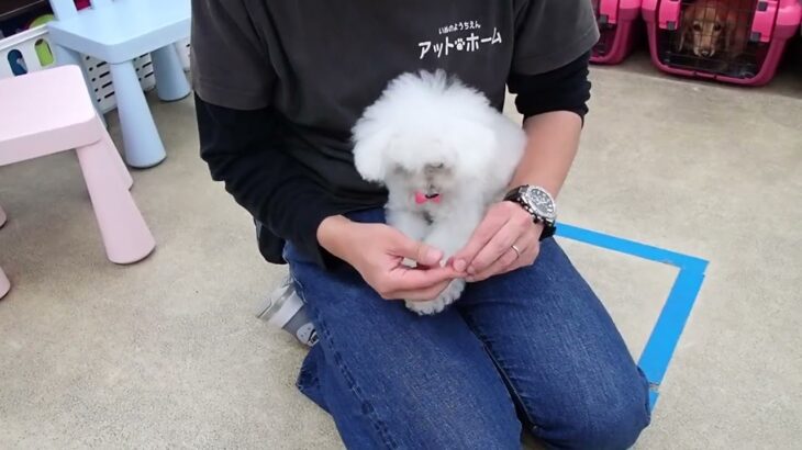 犬の幼稚園 バニラちゃんとトレーニング
