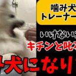 噛み犬専門トレーナー【キチンと叱れば叱るほど噛み犬になります】犬が噛む理由　しつけ方　対処法