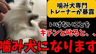 噛み犬専門トレーナー【キチンと叱れば叱るほど噛み犬になります】犬が噛む理由　しつけ方　対処法