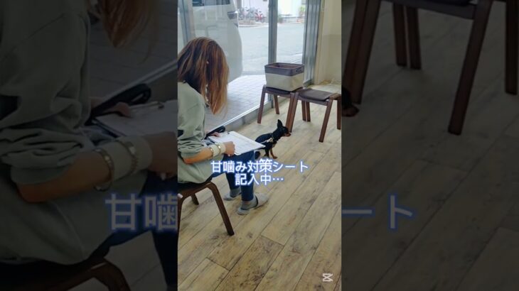 甘噛みについての授業中の様子#こいぬ#しつけ