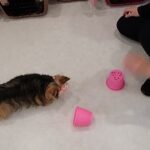 犬の幼稚園 花ちゃんとトレーニング