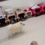 犬の幼稚園 ハニちゃん＆ユパくんとトレーニング