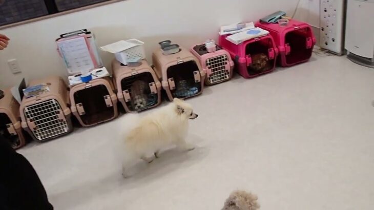 犬の幼稚園 ハニちゃん＆ユパくんとトレーニング