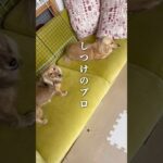 【わんこの日常】しつけのプロ・レイちゃん🐶#ダックスフンド #犬のいる暮らし #多頭飼い