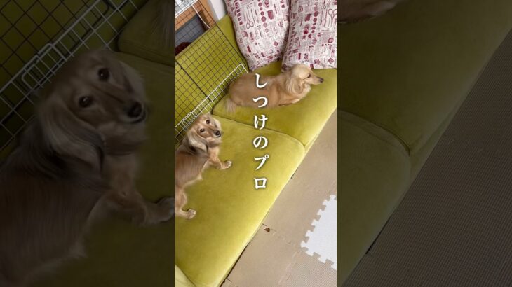 【わんこの日常】しつけのプロ・レイちゃん🐶#ダックスフンド #犬のいる暮らし #多頭飼い