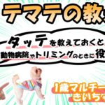 【犬のしつけ】 タッテの教え方・教えておくと、動物病院やトリミングのときに役立ちます！/マルチーズ