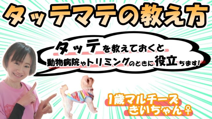 【犬のしつけ】 タッテの教え方・教えておくと、動物病院やトリミングのときに役立ちます！/マルチーズ