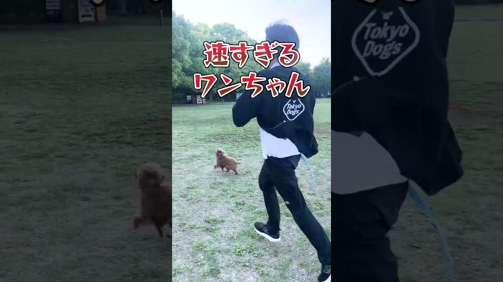 ワンちゃんといきなりレース開始!?どっちが速い!?