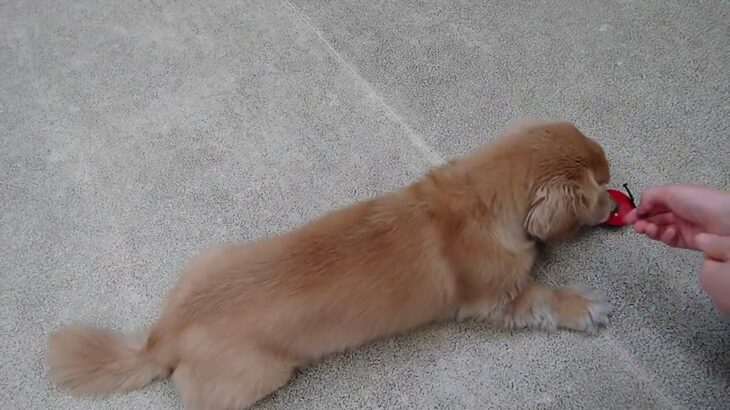 犬の幼稚園 はやぶさくんとトレーニング
