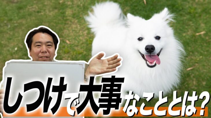 【激論？】しつけに関する回答を朝まで討論？？