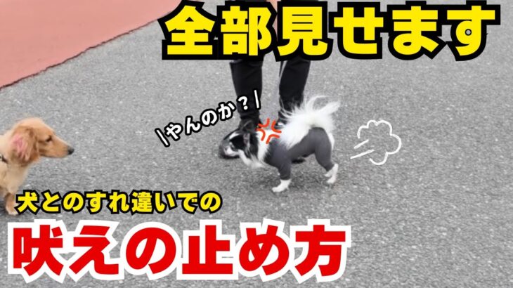 【吠え】吠えの止め方の実践動画！吠えを止める練習に最適！