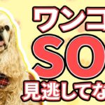 犬の問題行動はなぜ起こるのか？困ったことを直すにはどうしたらいいの？【犬のしつけ】