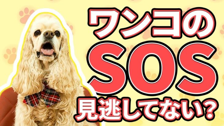犬の問題行動はなぜ起こるのか？困ったことを直すにはどうしたらいいの？【犬のしつけ】