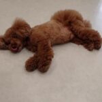 犬の幼稚園 ひなたくんとトレーニング