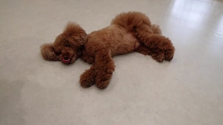 犬の幼稚園 ひなたくんとトレーニング