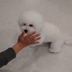 犬の幼稚園 ローヌくんとトレーニング