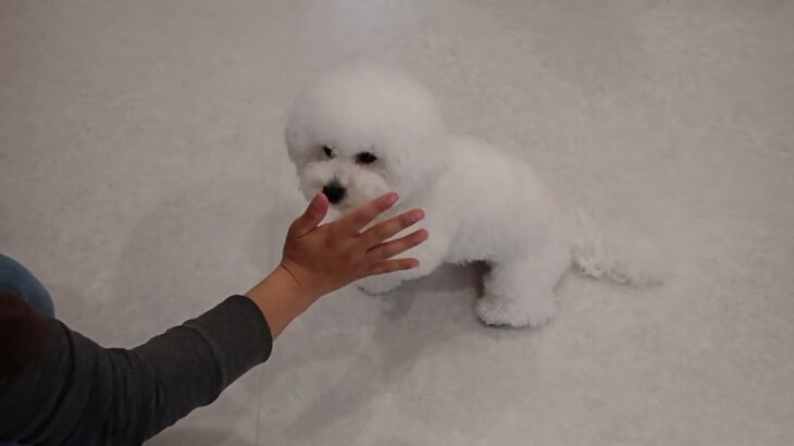 犬の幼稚園 ローヌくんとトレーニング