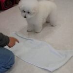 犬の幼稚園 ロージーちゃんとトレーニング