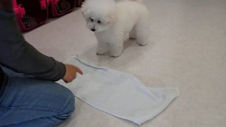 犬の幼稚園 ロージーちゃんとトレーニング