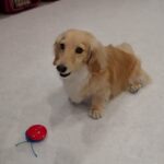 犬の幼稚園 凜ちゃんとトレーニング