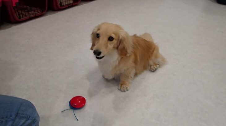 犬の幼稚園 凜ちゃんとトレーニング