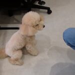 犬の幼稚園 レオくんとトレーニング