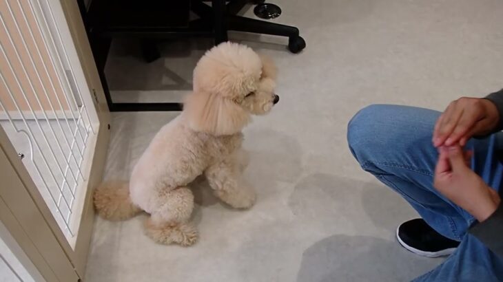 犬の幼稚園 レオくんとトレーニング