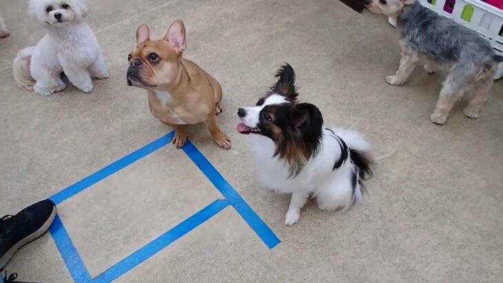 犬の幼稚園 ノエルくんとトレーニング