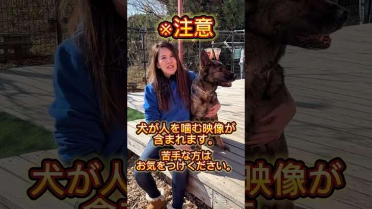 愛犬に突然ぎゅっとしてくる人…😭② #ドッグトレーナー #イヌバーシティ #子犬育て #いぬのいるくらし #しつけ #子犬のしつけ #ドッグビヘイビアリスト #犬のいる暮らし