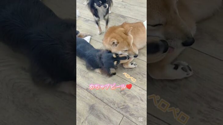 好きが止まらない！#こいぬ #しつけ方 #柴犬 #ダックスフンド