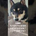 仕事前のひととき#可愛い犬動画 #柴犬 #豆柴しつけ #犬のいる生活 #淋しい#お留守番犬