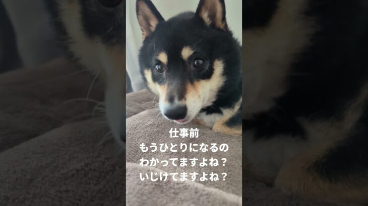 仕事前のひととき#可愛い犬動画 #柴犬 #豆柴しつけ #犬のいる生活 #淋しい#お留守番犬