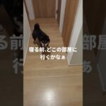 夜の寝る部屋決め。どの部屋に行くかな#可愛い犬動画 #柴犬 #豆柴しつけ #犬のいる生活 #迷ったあげく