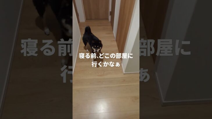 夜の寝る部屋決め。どの部屋に行くかな#可愛い犬動画 #柴犬 #豆柴しつけ #犬のいる生活 #迷ったあげく